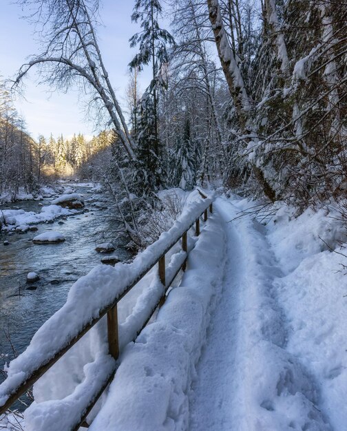 Caminho de caminhada em árvores naturais canadenses na floresta inverno neve Sunny Sky River