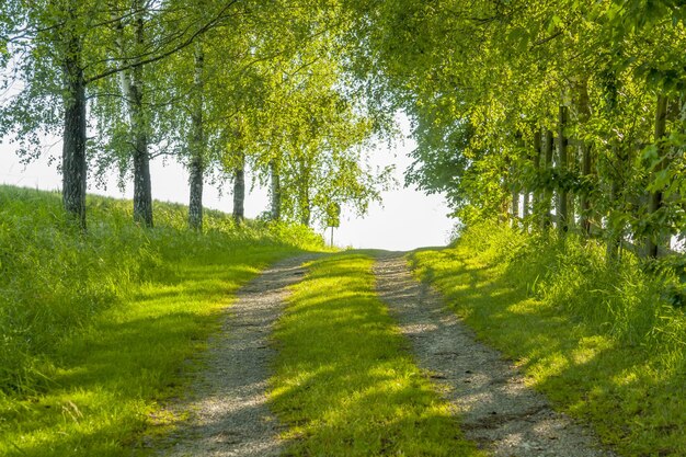 Caminho de campo idílico