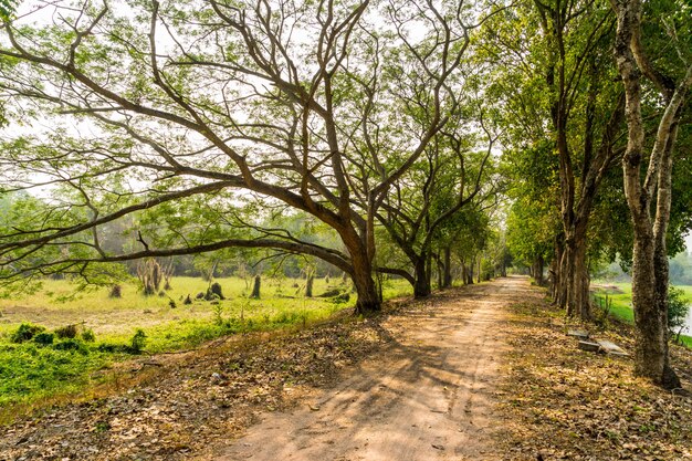 Caminho de estrada com árvores verdes na floresta.