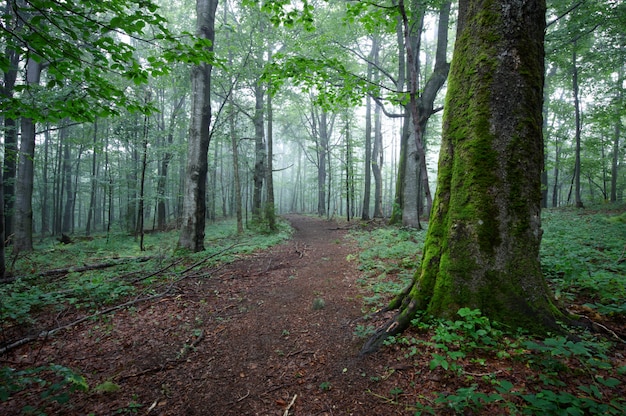 Caminho de estrada de terra através da floresta