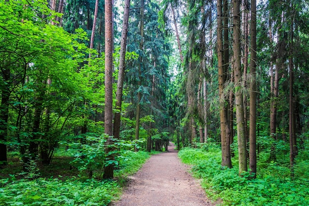 Caminho de floresta escura através de uma floresta escura