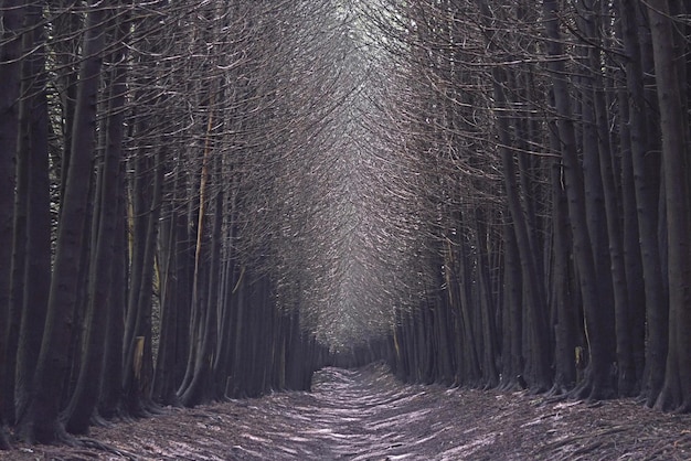 Caminho de floresta escura através de uma floresta escura