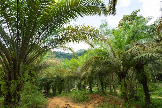 Caminho de floresta tropical verde através de caminhadas na selva verde no fundo da selva da Tailândia