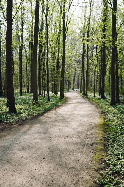 Caminho de floresta vazio na primavera