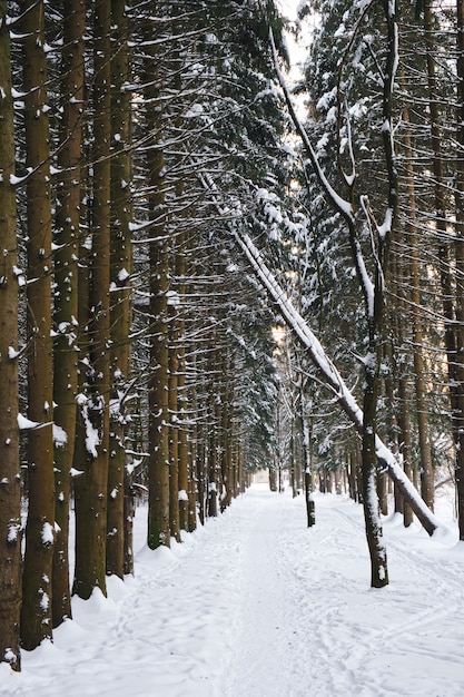 Caminho de inverno entre as árvores na floresta de neve Paisagem natural da floresta de inverno na luz do sol da noite