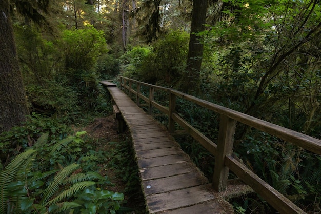 Caminho de madeira através da floresta tropical vibrante e verde