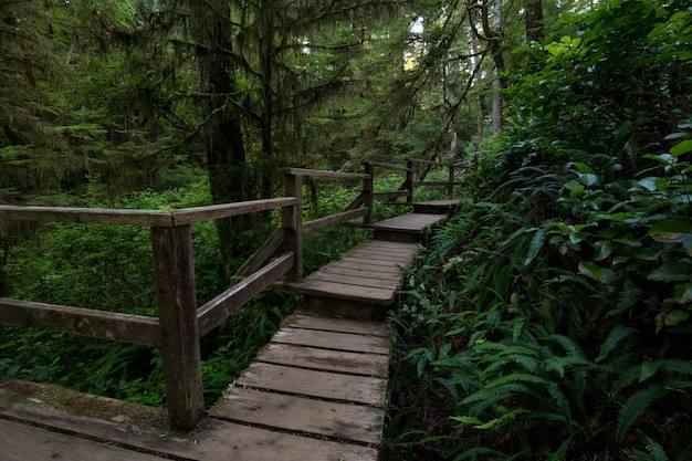 Caminho de madeira através da floresta tropical vibrante e verde