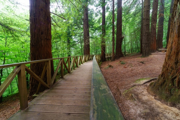 Caminho de madeira cercado pela floresta de sequoias