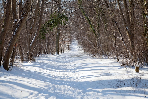 Caminho de madeira coberto de neve