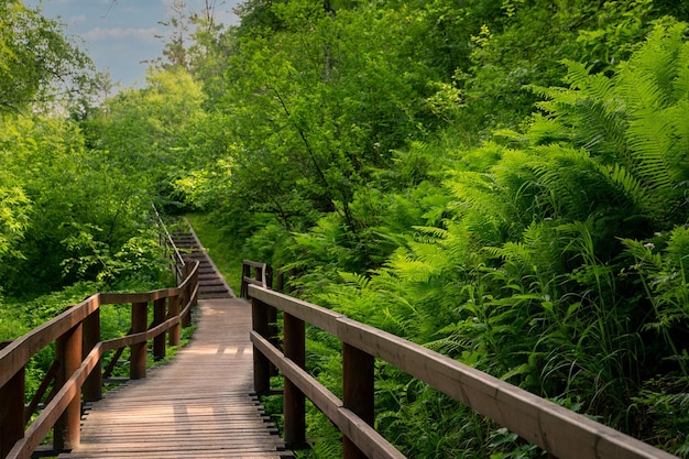 Caminho de madeira com trilhos em uma floresta verde exuberante Caminhe ao ar livre