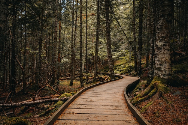 Caminho de madeira dentro de uma floresta