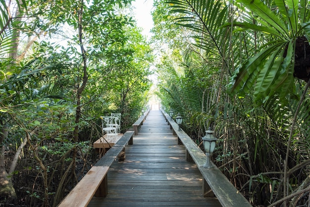 Caminho de madeira direto em um jardim tropical