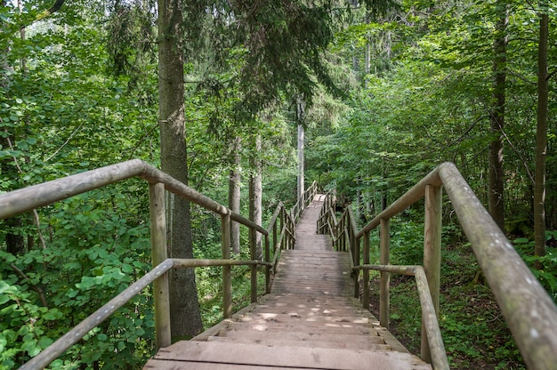 Caminho de madeira e escadas que levam ao penhasco de Staburags de Rauna. Letônia. Báltico.