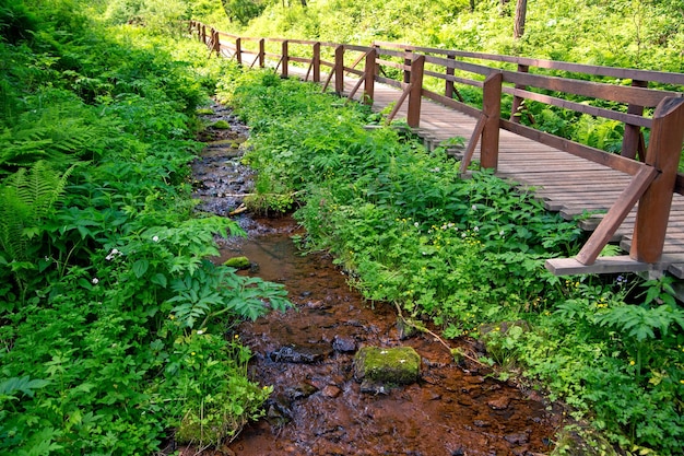 Caminho de madeira e passarela sobre um riacho em uma floresta verdejante caminhe ao ar livre