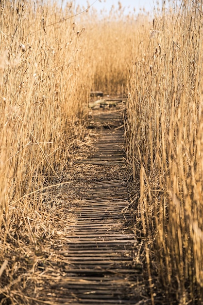 Caminho de madeira entre o fundo de juncos no lago na Letônia