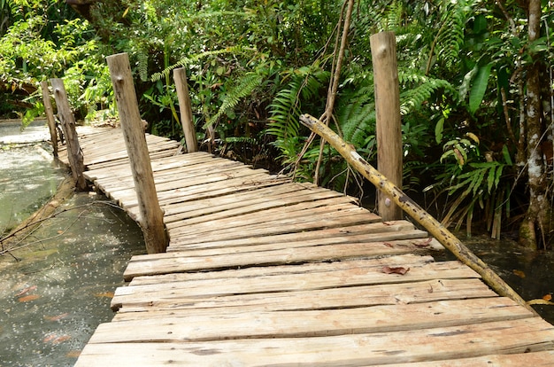 caminho de madeira na floresta de primavera