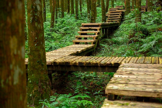 Caminho de madeira na floresta para os alpinistas caminharem com segurança