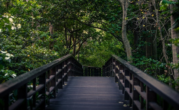 Caminho de madeira na paisagem de árvores da floresta no Parque de Taipei. Jardim botânico de Taiwan. Fundo de cena de passagem da floresta asiática.