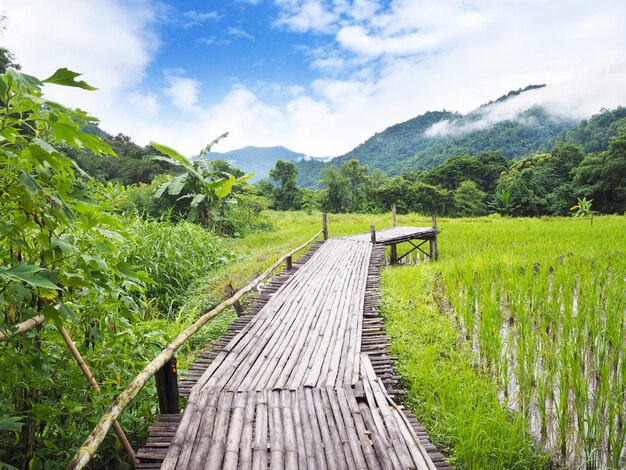 Caminho de madeira no campo de arroz