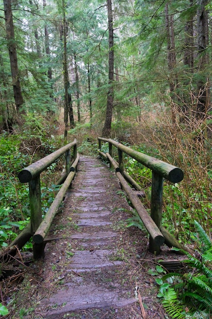 Caminho de madeira no meio da floresta