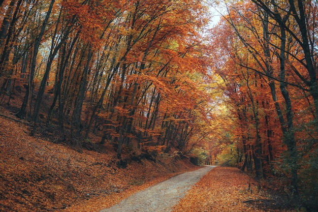 Caminho de montanha bonita floresta de outono