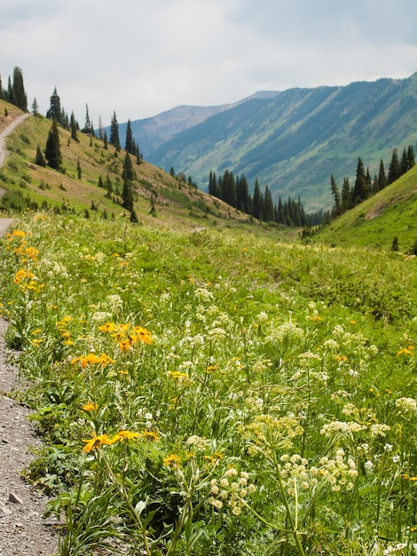 Caminho de montanha em crested butte, colorado