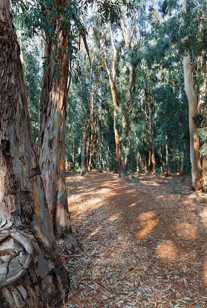 Caminho de outono na floresta de eucalipto