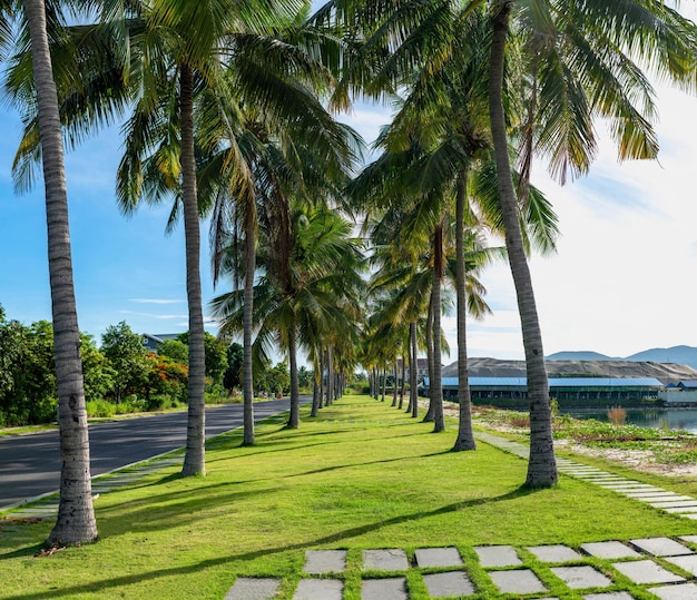 Caminho de palmeiras tropicais Lindo parque Beco perto da praia do mar Contra o céu Destino Dia maravilhoso