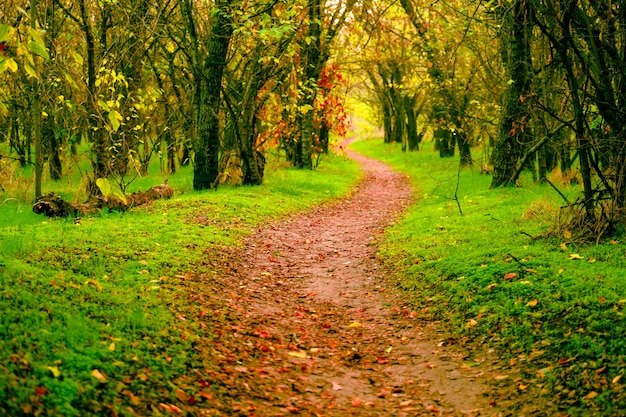 Foto caminho de passagem com árvores de outono no caminho da floresta através de colorido