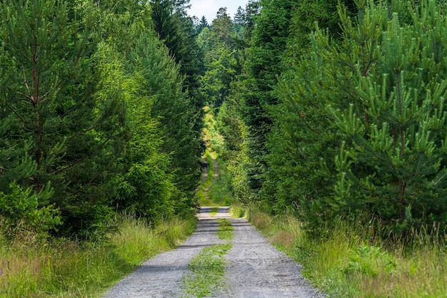 Caminho de passeio na floresta estrada florestal