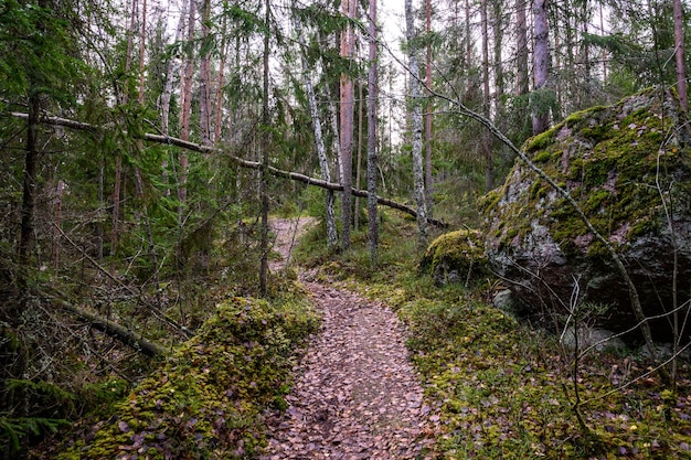 Caminho de pedra bela floresta e caminho arenoso de ar fresco caminham ao longo da trilha pela floresta