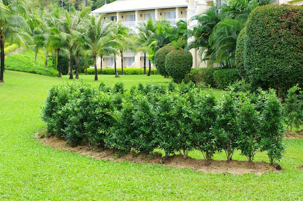 Caminho de pedra no jardim com grama