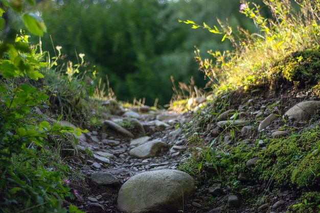 Caminho de pedra que atravessa a floresta