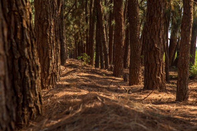 Caminho de pinheiro