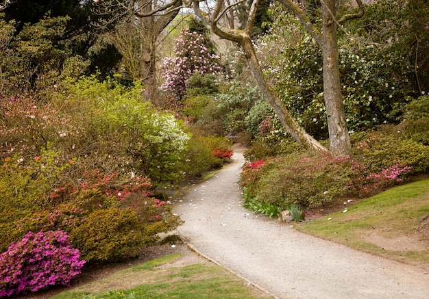 Foto caminho do jardim entre arbustos de azáleas