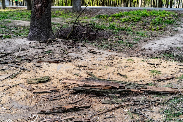 Caminho do parque da cidade Parque da primavera Árvores de poda sanitária Pilha de lenha natural seca Conceito de natureza