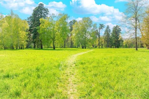 Caminho do parque verde com árvores verdes