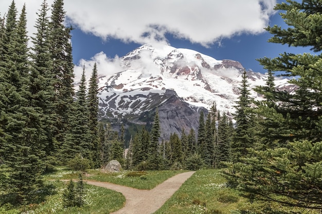 Caminho dos pinheiros do prado da montanha do parque nacional de Monte Rainier Washington EUA