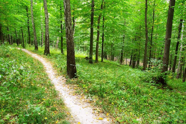 Caminho e árvore da floresta