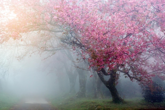 Caminho em flor de cerejeira rosa por uma bela estrada em um dia de nevoeiro