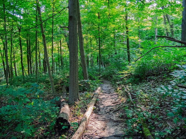 Caminho em uma floresta em Braddock's Trail Park, Condado de Westmoreland, Pensilvânia, Estados Unidos