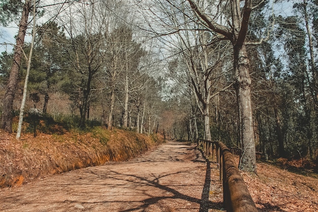 Caminho em uma floresta