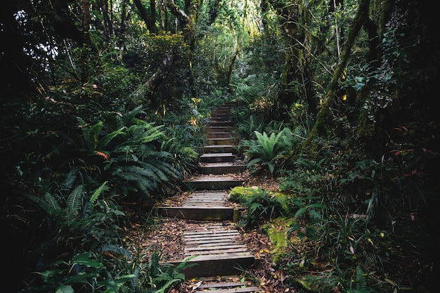 Caminho em uma selva tropical