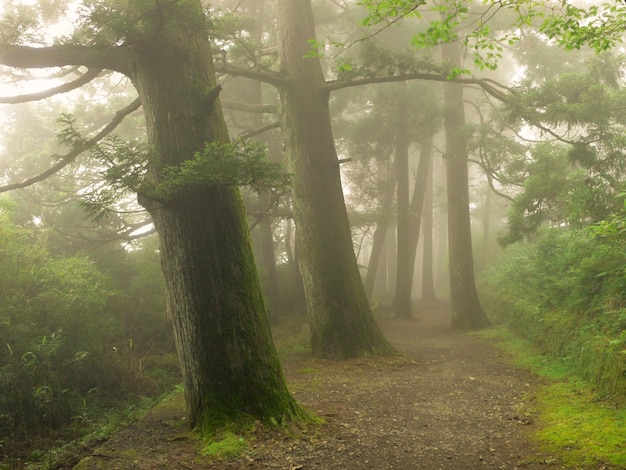 Caminho enevoado na floresta de cedro japonês