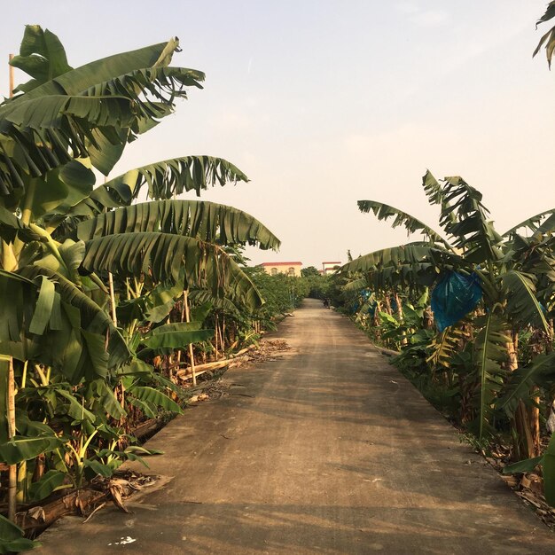 Foto caminho entre árvores contra o céu