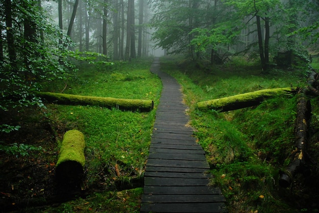 Caminho entre árvores na floresta
