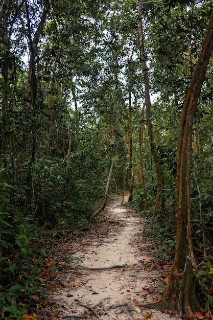 Foto caminho entre árvores na floresta