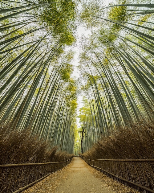 Foto caminho entre árvores na floresta