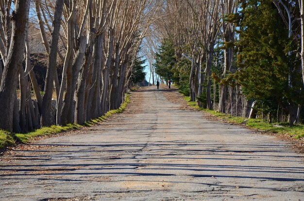 Foto caminho entre árvores na floresta