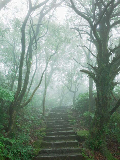 Caminho entre árvores na floresta